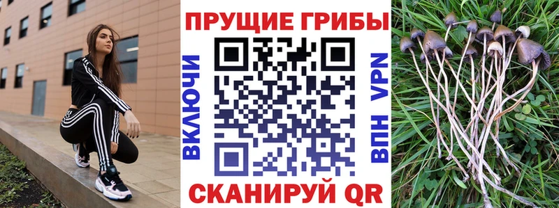 Купить  Дербент  Галлюциногенные грибы мицелий 